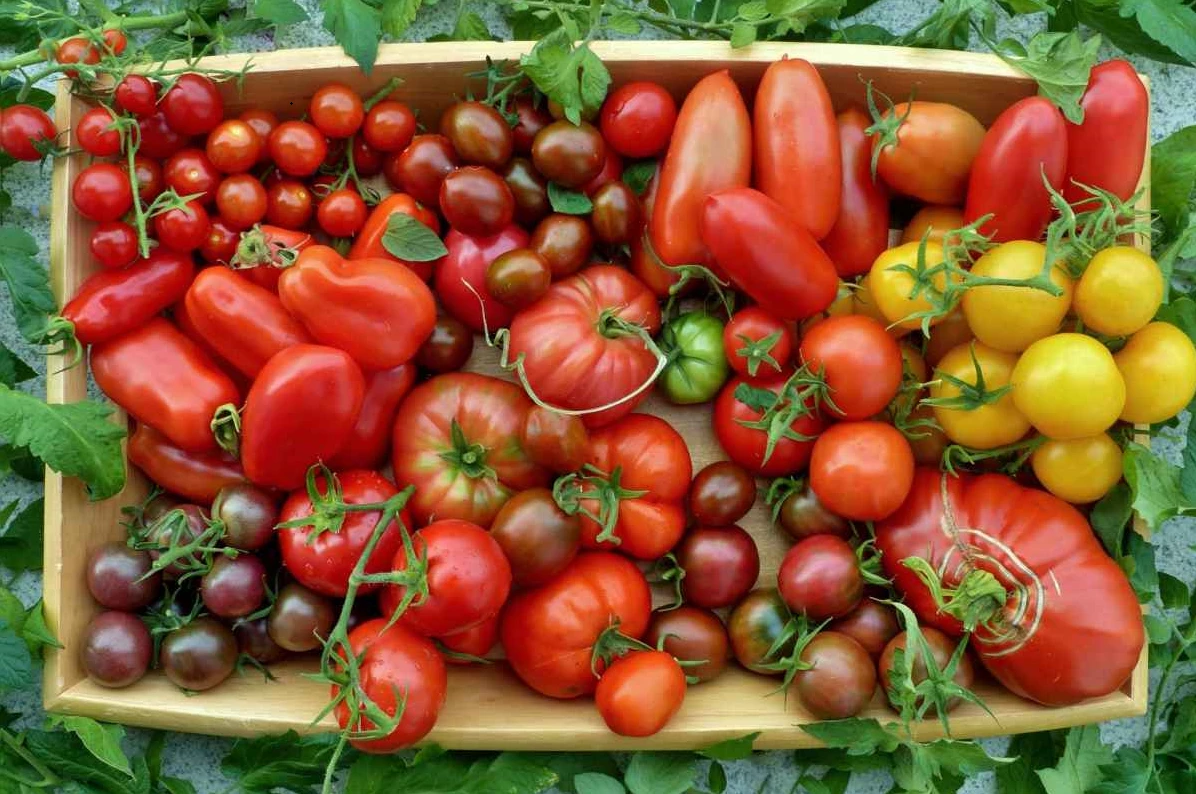 300 видів насіння помідорів