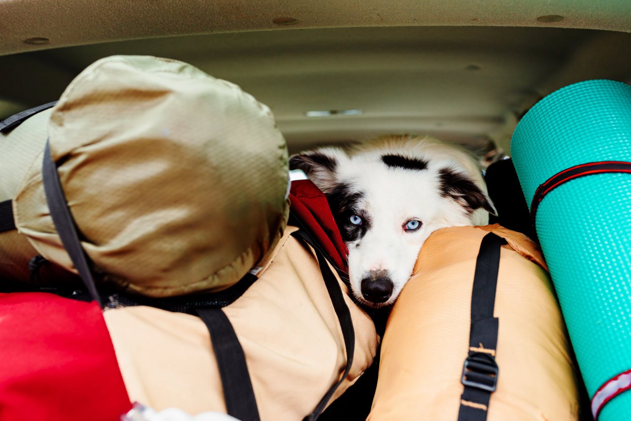 traveling with a pet